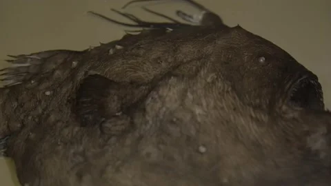 Panning angler fish specimen Stock Footage 164409073