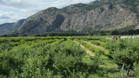 Panning of an apple field on a farm in Canada Stock Footage 99994233