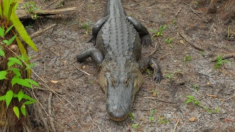 Panning Around Big Fresh Water Alligator In A Florida Slough Marsh Laying Stock-Footage 75244792