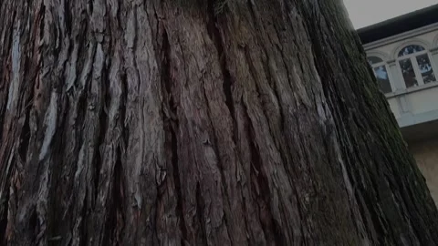 Panning around Big Sequoia Tree Stock Footage 334177641