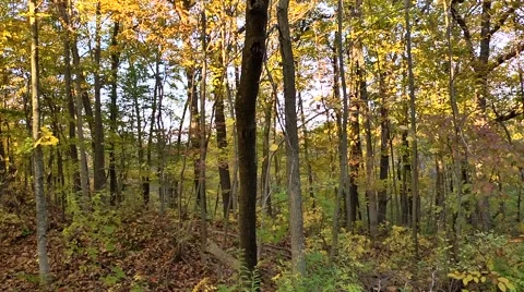 Panning Around Forest Stock Footage 50509501