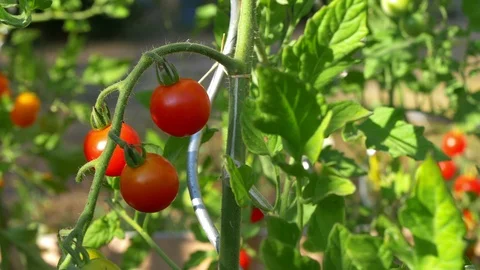 Panning around fresh cherry tomatoes on the vine, in a organic plantation. Stock Footage 112719124