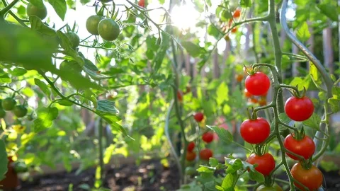 Panning around fresh tomatoes cluster on the vine, in a organic plantation. Video stock 112721489