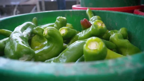 Panning Around Freshly Picked Hatch Green Chile Stock Footage 139786309