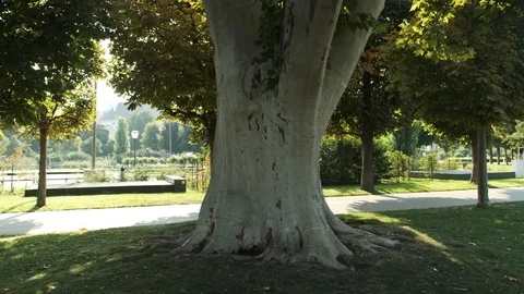 Panning Around Old Tree In People's Garden In Vienna Stock Footage 116623666
