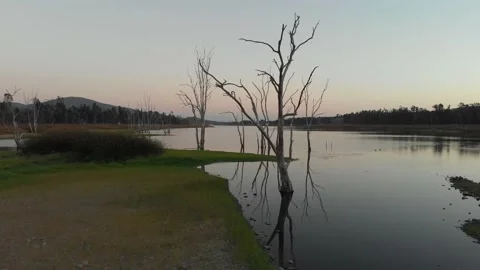 Panning around a tree in the pond Stockbeeldmateriaal 221380168
