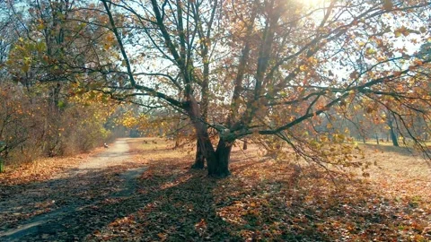 Panning around yellow sycamore tree. Autumn in the park Stock Footage 164835256