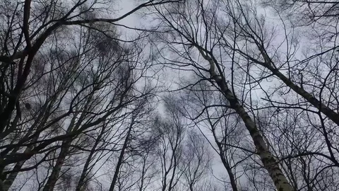 Panning background shot of windy tree tops. 스톡 동영상 70996577