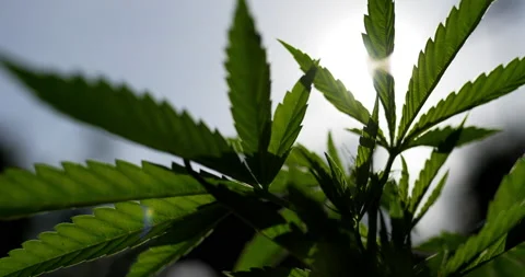 Panning with Backlight and Close up shot, on leave of cannabis or Marijuana 스톡 동영상 227454381