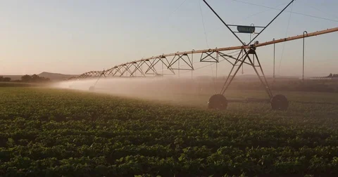 Panning backlit view of centre pivot irrigatiing vegetables Stock Footage 78195167