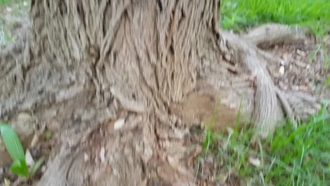 Panning the bark of a tree Stock Footage 131173399