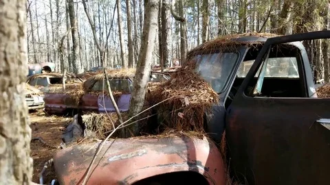 Panning from bark on tree over to rusty old pickup truck Video stock 72312673