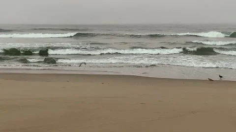 Panning beach shot with low clouds and lot of birds Stock Footage 163249103