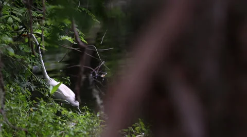 Panning Beautiful White Crane Stock-Footage 26594884