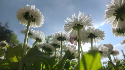 Panning from below of daisy flowers swaying in wind against cloudy sky, close-up Stock Footage 340075963
