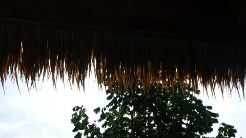Panning below tropical rooftop or awning into lush jungle Stock Footage 315509606
