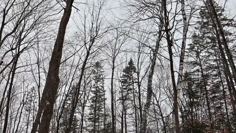 Panning, Bottom to Top View of Quiet Forest in Winter with Snow, in 4K Stock Footage 231587017