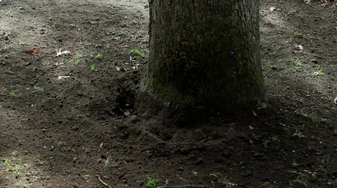 Panning The Bottom of a Tree Stock Footage 19324709