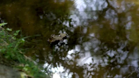 Panning Brown Leaf Flowing Down Stream Video stock 92349868