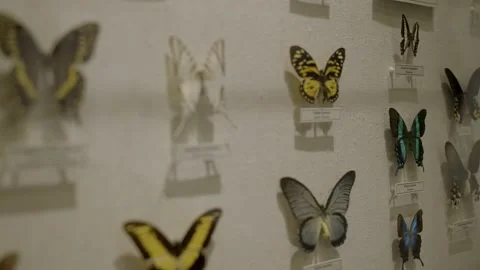Panning butterfly specimens in case Stock Footage 218620092