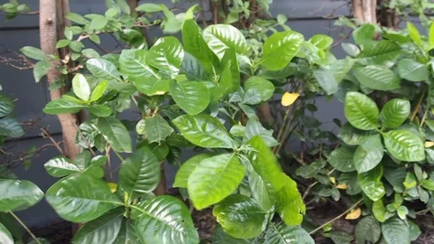 Panning Camera Blowing on wind tree green leaves. Nature background Stock Footage 85700023
