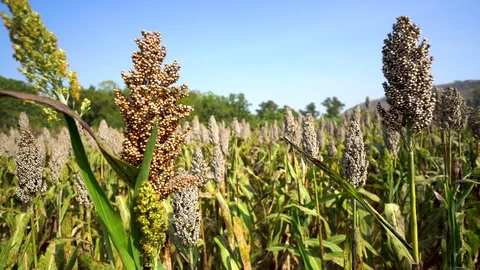 Panning the camera in the millet flower field,  background as a mountain view. Stock Footage 101295124
