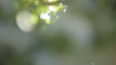 Panning camera movement inside tree, sunlight shines Vidéo 172590113