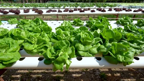 Panning the camera to shoot the planting of non-toxic hydroponics vegetables Stock Footage 101385814