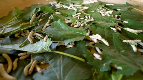 Panning the camera of silk worms that are eating mulberry leaves. Stock Footage 101338983