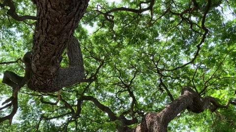 Panning camera under big tree and wide branches green leaf covered sky Stock Footage 198809902