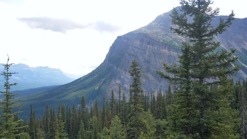 Panning camera view of the pine tree forest with rockie mountain range Stock Footage 120019324