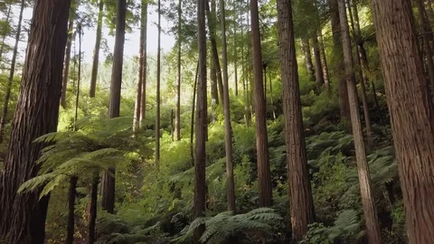 Panning up to the canopy in a redwood forest Stock Footage 112783010