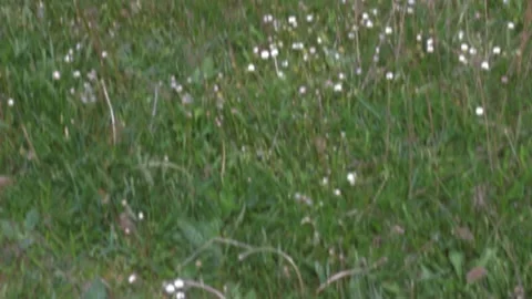 Panning up to the castle ruins located on the mountain Video stock 89923306