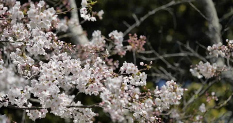 Panning of cherry blossoms Stock Footage 145142366