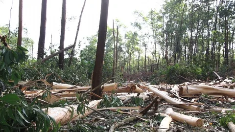 Panning Clip of Deforestation Stockbeeldmateriaal 93752574