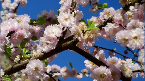 Panning close up of cherry blossom at springtime Stock Footage 128043537