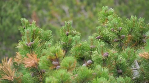 Panning close-up shot of dwarf pine branches, High Tatras, Slovakia. 4k Stock Footage 168346538