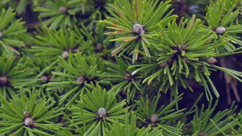 Panning close-up shot of Mountain Pine (Pinus mugo) in slow motion 5x Stock Footage 310526518