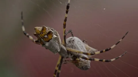 Panning Close Up of Silver Garden Orb Weaver Spider Resting on Intricate Web 스톡 동영상 347721462