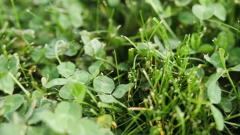 Panning close up video of the clover Stock-Footage 139009332