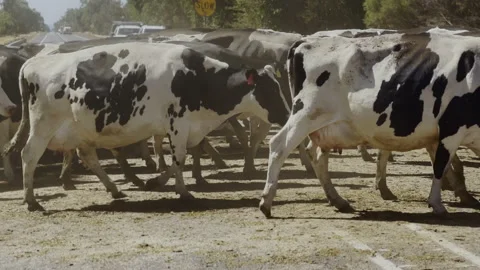 Panning close view of large herd of cows crossing a road Stock Footage 235665035