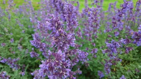 Panning Close View of Purple Flowers in Summer Garden Video stock 336743674