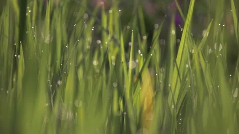 Panning close up of water drops on grass in the morning light Stockbeeldmateriaal 277244815