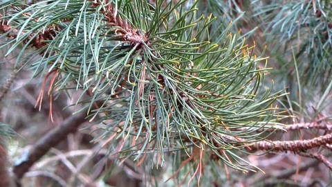 Panning closeup view of branches of creeping pine tree Pinus Mugo Stock Footage 104700509