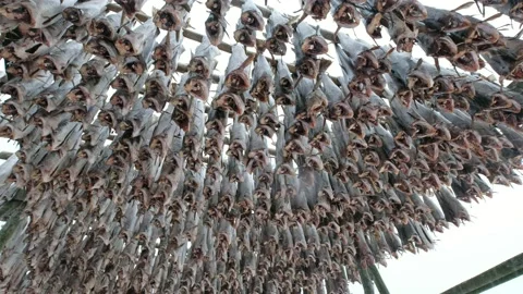 Panning Cod fish headless hanging dry on wooden rack Stock Footage 161726627