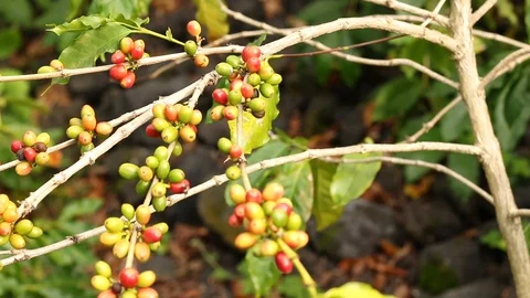 Panning Coffee Cherries on the Tree Stock Footage 99848815