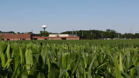 Panning of a cornfield Stockbeeldmateriaal 45696789