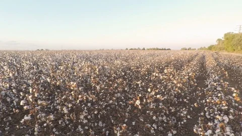 Panning counter-clockwise of wide field of cotton Stock Footage 81144080