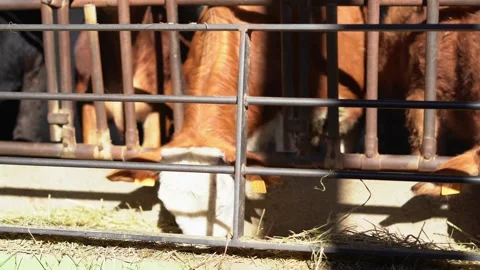 Panning of cows eating in farm Видео 278847745