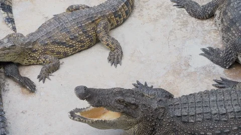 Panning the crocodile camera that lives in the pond Stock Footage 101186818